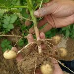 growing potatoes naturally: when and also just how to plant, harvest and hill