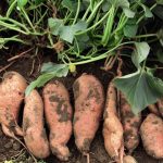 let there be sweet potatoes: just how to grow them